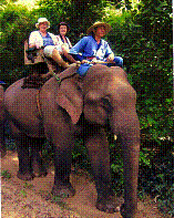Ingrid p elefant i Thailand